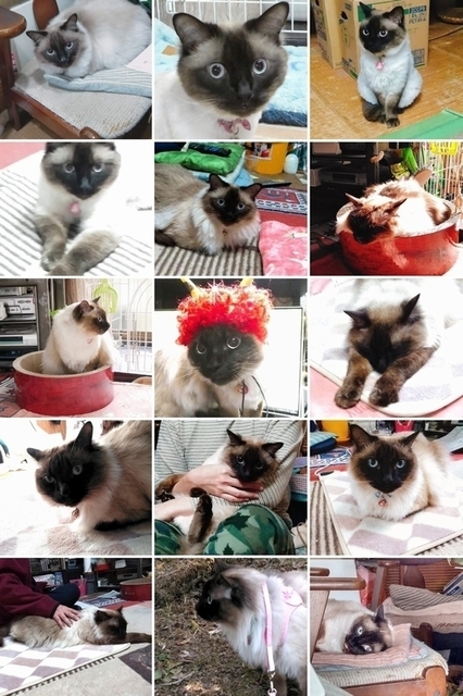 line_1547976658910_copied_1547976679429-COLLAGE.jpg