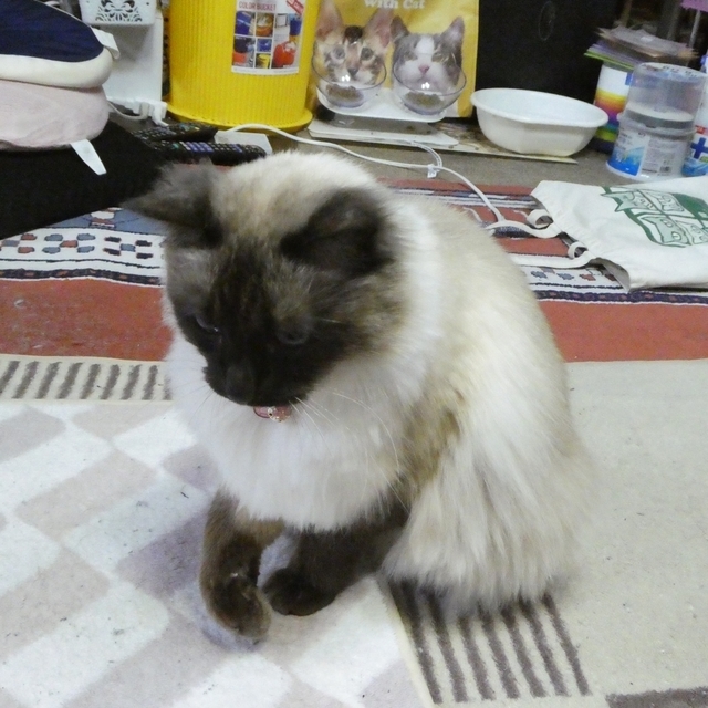 P1090587.jpg