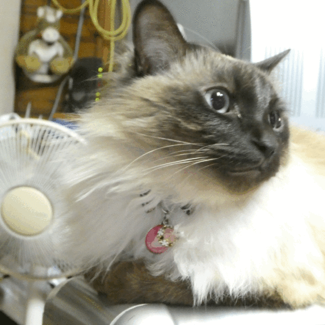 lJsoNUOoJw9IX2Oy5LNB1646694243-1646694394.gif