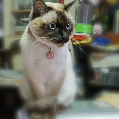 DSC_1104.JPG