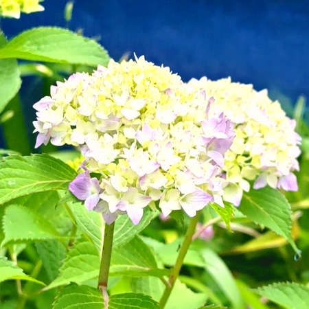 DSC_4701.jpg