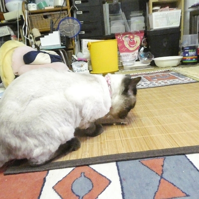 P1160355.jpg