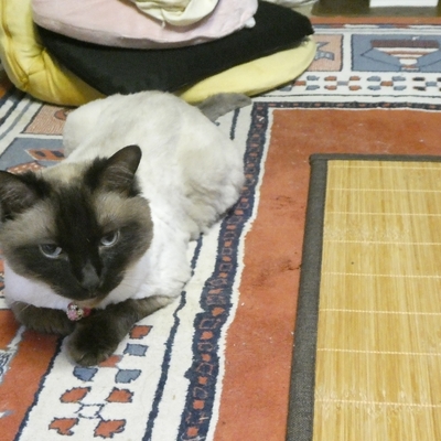 P1160424.jpg